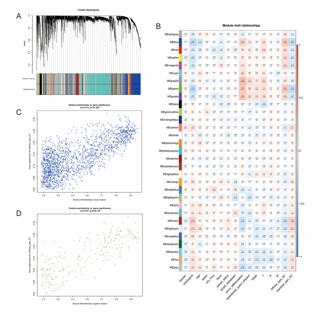 Identification of modules associated with the diffuse type GC. (A) Dendrogram of 9752 genes clustered based on a dissimilarity measure (1-TOM). (B) Correlation of module eigengenes with all traits. Each unit contains the corresponding correlation coefficient and P-value. The table is color-coded by correlation according to the color legend. (C, D) Scatter diagrams between blue and green modules and diffuse type GC.