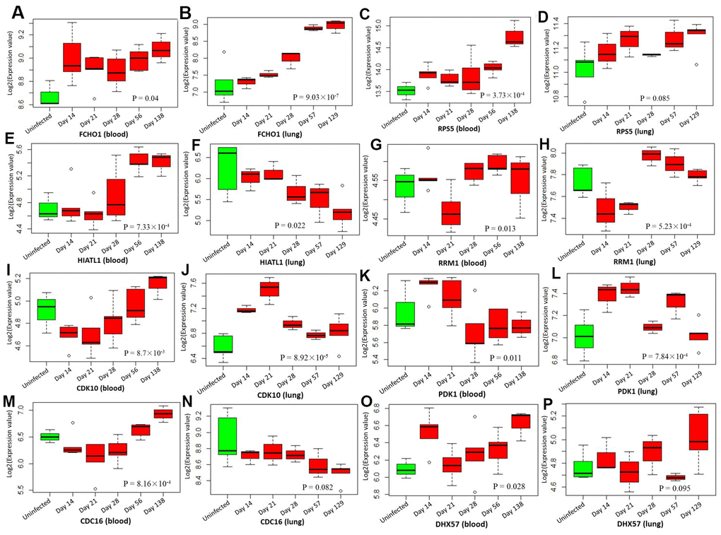 Boxplots show the differential expression levels of tuberculosis-risk genes between uninfected mice and infected mice with 5 distinct time points based on two GSE1440943 (blood) and GSE1440944 (lung) datasets. (A) FCHO1 for blood; (B) FCHO1 for lung; (C) RPS5 for blood; (D) RPS5 for lung; (E) HIATL1 for blood; (F) HIATL1 for lung; (G) RRM1 for blood; (H) RRM1 for lung; (I) CDK10 for blood; (J) CDK10 for lung; (K) PDK1 for blood; (L) PDK1 for lung; (M) CDC16 for blood; (N) CDC16 for lung; (O) DHX57 for blood; (P) DHX57 for lung. P values were generated by Anova test.