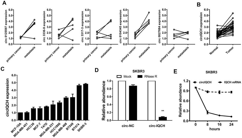 circIQCH is upregulated in primary and metastatic breast cancer. (A) The expression level of five candidate circRNAs was validated in five paired primary and lung metastatic breast cancer tissues. (B) The relative expression of circIQCH in breast cancer tissues and adjacent normal tissues. (C) The relative expression of circIQCH in breast cancer cell lines. (D) RNase R assay confirmed the circular structure of circIQCH in SKBR3 cell line. (E) Circular transcripts of IQCH (circIQCH) was more stable than linear transcripts determined by Actinomycin D treated assay in SKBR3 cell line.