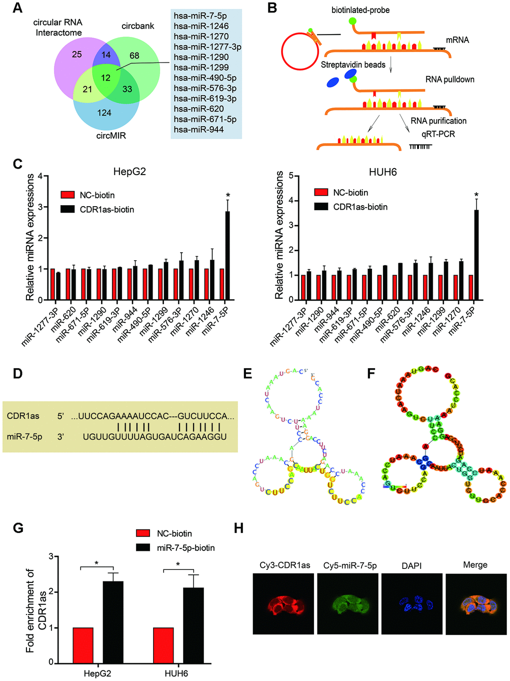 CDR1as sponges miR-7-5p in HB cells. (A) Schematic illustration showing overlapping target miRNAs of CDR1as that were predicted by the Circular RNA Interactome, Circbank, and circMIR; (B) Schematic diagram for the pull-down assay using biotinylated microRNA; (C) The relative level of 12 miRNA candidates in the HepG2 and HUH6 lysates was detected by real-time PCR. Multiple miRNAs were pulled down by CDR1as, and miR-7-5p was pulled down by CDR1as in two cell lines; (D) Potential binding sites between CDR1as and miR-7-5p; (E, F) The possible binding sites of CDR1as with miR-7-5p were predicted by RegRNA2.0, (E) Graph of predicted RNA secondary structure. The yellow region indicates the RNA fold predicted structure of the motif. (F) RNA fold reliability of pair probabilities; (G) The biotinylated wild-type miR-7-5p (miR-7-5p biotin) or its mutant (NC-biotin) were transfected into HepG2 and HUH6 cells. After streptavidin capture, CDR1as levels were quantified by real-time PCR. GAPDH was used as a negative control; (H) Fluorescence in situ hybridization (FISH) showed the colocalization between CDR1as and miR-7-5p. Data are presented as the mean ± SEM of three experiments. *P 