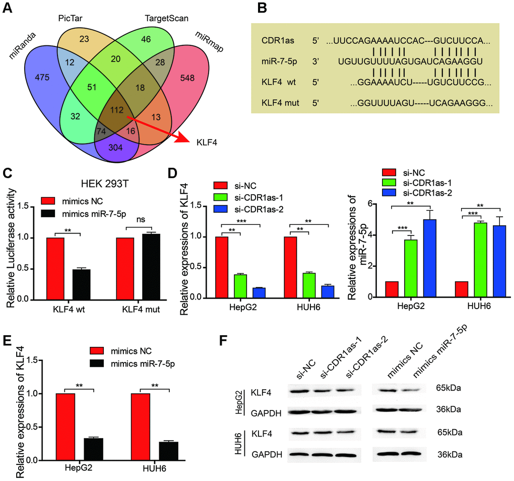 MiR-7-5p affects the biological characteristics by targeting KLF4 in HB cells. (A) Schematic illustration showing the overlapping possible target genes of miR-7-5p predicted by miRanda, PicTar, TargetScan, and miRmap; (B) Sequence alignment of CDR1as and KLF4 with miR-7-5p; (C) The relative luciferase activities were analyzed in HEK 293T cells that were co-transfected with miR-7-5p mimics or miR-mimics-NC and KLF4 wild type or Mut luciferase reporter vectors; (D) qRT-PCR analysis of the expression of KLF4 and miR-7-5p in HB cells that were treated with si-CDR1as; (E) qRT-PCR analysis of KLF4 mRNA in HB cells that were treated with miR-7-5p mimics; (F) Western blot analysis indicated that miR-7-5p downregulated KLF4, and this was similar to the effect of CDR1as siRNA on KLF4. Data are presented as the mean ± SEM of three experiments. **P 