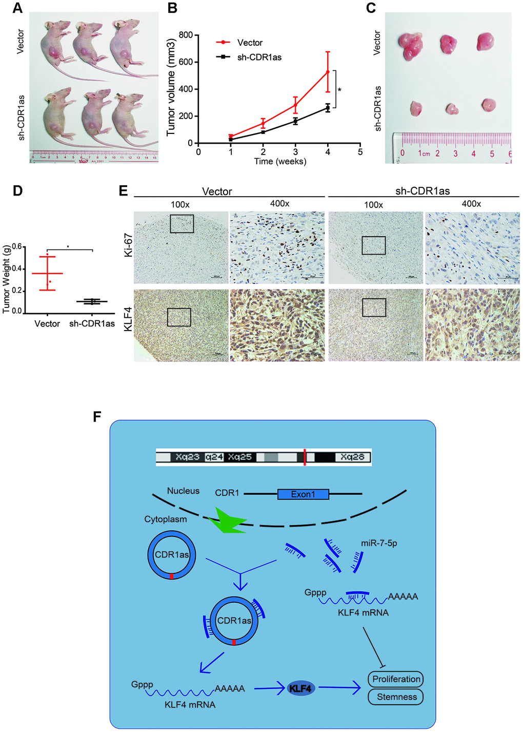 CDR1as knockdown inhibits the growth of HB cells in vivo. (A) Image of BALB/c nude mice that were subcutaneously injected with HepG2 cells (2 × 106 cells per mouse; n = 3 per group); (B) The tumor volume of mice was measured weekly; (C) Image of subcutaneous xenograft tumors; (D) Tumor weights were significantly decreased in sh-CDR1as-treated mice; (E) Immunohistochemistry (IHC) of Ki-67 and KLF4 in the subcutaneous tumors; (F) Schematic illustration showing the relationship demonstrated in our study. Scale bar, 200 μm. Data are presented as the mean ± SEM of three experiments, *P 