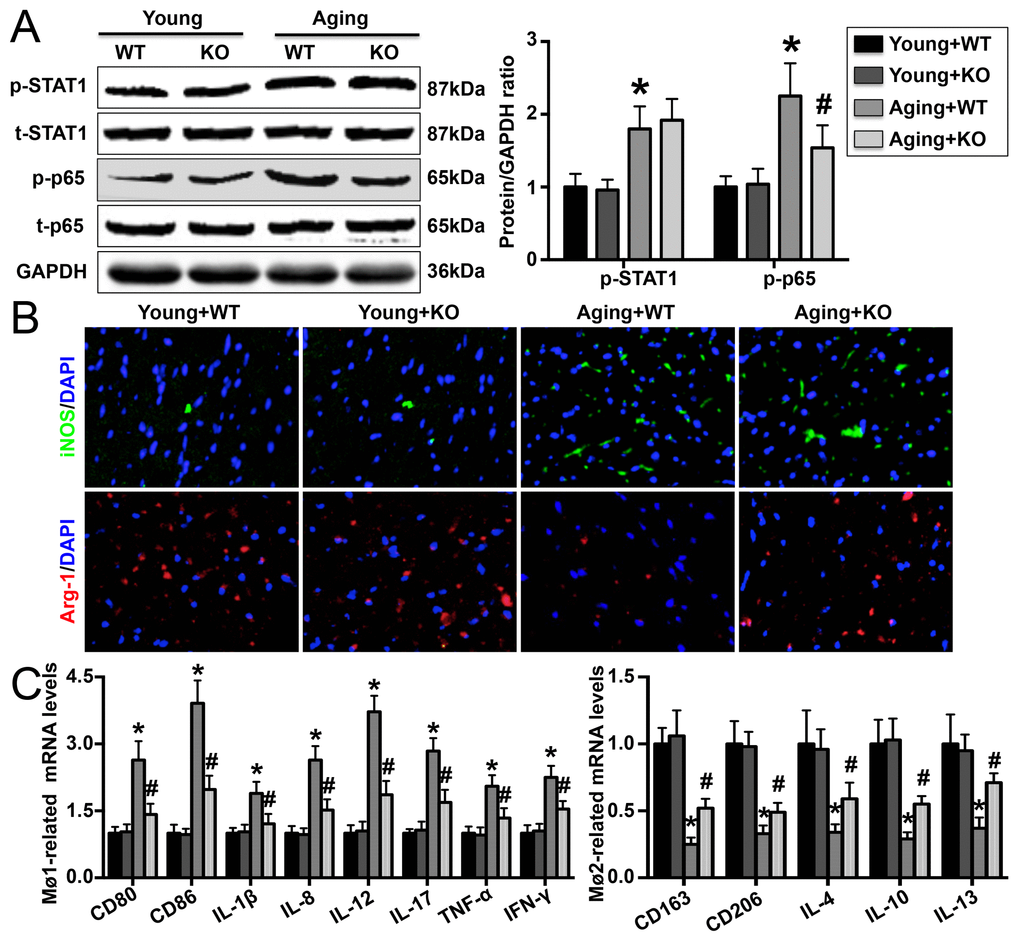 Effect of IL-6 KO on cardiac Mø differentiation. (A) STAT1 and p65 phosphorylation was detected by Western blotting. (B) Cardiac iNOS and Arg-1 levels were measured by immunofluorescence staining. (C) mRNA expression of Mø1- and Mø2-related markers in each group. N=5-8 in each group. * p# p