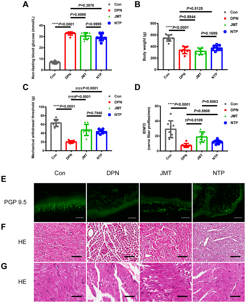 Effects of JMT on phenotypes and histological morphology in DPN rats after 12 weeks. (A) Non-fasting blood glucose level, (B) body weight, (C) mechanical withdraw threshold, (D) quantitation of intraepidermal nerve fiber density (IENFD) in different groups. (E) Representative images of PGP 9.5 (green) immunostaining of intraepidermal nerve fiber profiles at a magnification of 200×; scale bars, 100 μm. Representative HE staining photomicrographs of (F) cross-sections and (G) longitudinal sections from normal control rats, distilled water-treated DPN rats, JMT-treated DPN rats, and NTP-treated DPN rats at a magnification of 400×; scale bars, 50 μm. Means ± SD; n=3-8/group. ****p vs. normal control group; ††††p p vs. distilled water-treated DPN group. One-way ANOVA followed by Tukey’s multiple comparisons test or Kruskal-Wallis test followed by Dunn’s multiple comparisons test.