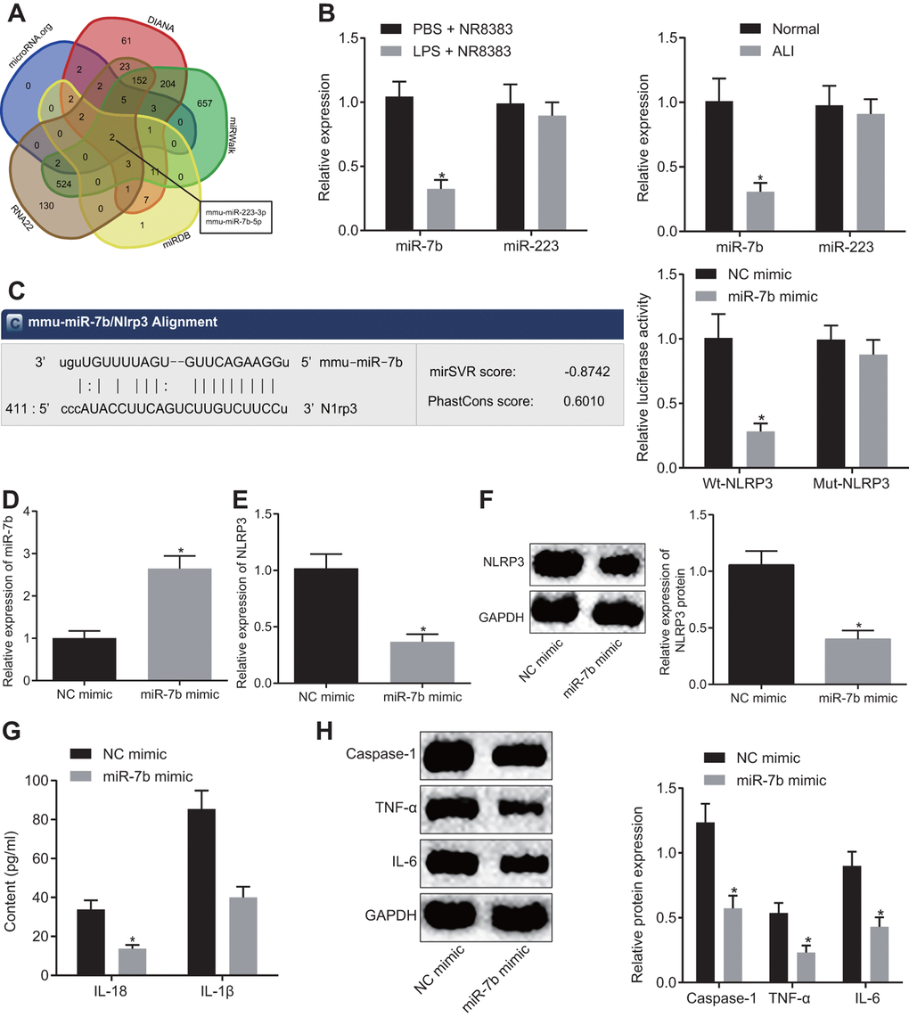 The LPS-induced acute inflammation of alveolar macrophages (NR8383) in mice was reduced after miR-7b overexpression. The predicted miRNA targeting NLRP3 (2 intersecting miRNAs) based on DIANA, RNA22, microDB, microWalk, and microRNA. org (A). miR-7b and miR-223 expression in NR8383 cells and lung tissues of mice with or without LPS induction detected by RT-qPCR (N = 10) (B). Dual luciferase reporter gene assay verified the targeting relationship between miR-7b and NLRP3 (C). RT-qPCR for efficiency of miR-7b overexpression (D). Expression of NLRP3 after overexpression of miR-7b detected by RT-qPCR and Western blot analysis (normalized to GAPDH) (E–F). The levels of cytokines IL-18 and IL-1β detected by ELISA (G). The protein expression of caspase-1, TNF-α and IL-6 expression normalized to GAPDH detected by Western blot analysis (H). * p vs. PBS + NR8383, normal or NC mimic. Measurement data were expressed as mean ± standard deviation. Comparison between two groups was conducted using unpaired t-test. The experiments were repeated three times independently.