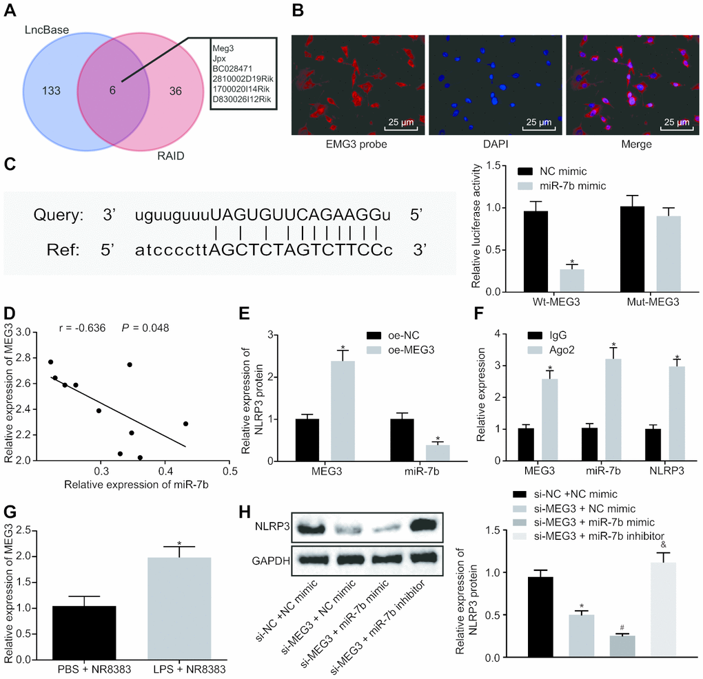 LncRNA MEG3 binds to miR-7b and competes with NLRP3. RAID and LncBase predicted lncRNAs that might bind to miR-7b (A). RNA-FISH for lncRNA MEG3 expression in NR8383 cells (× 200) (B). Dual luciferase reporter gene assay verified the targeting relationship between miR-7b and NLRP3 (C). RT-qPCR for targeting relation of miR-7b and lncRNA MEG3, * p vs. NC mimic (C). Correlation analysis of miR-7b and lncRNA MEG3 expression (D). The expression of miR-7b after lncRNA MEG3 overexpression by RT-qPCR, * p vs. oe-NC (E). RIP assay for the binding of miR-7b with lncRNA MEG3 or NLRP3 respectively, * p vs. IgG (F). The expression of lncRNA MEG3 in LPS-induced cells was detected by RT-qPCR, * p vs. PBS + NR8383 (G). The NLRP3 expression normalized to GAPDH detected by Western blot analysis, * p vs. si-NC + NC mimic, # p vs. si-MEG3 + NC mimic, & p vs. si-MEG3 + miR-7b mimic (H). Measurement data were expressed as mean ± standard deviation. Comparison between two groups was conducted using unpaired t-test. Data among multiple groups were tested using ANOVA, followed by Tukey’s post hoc test. The experiments were repeated three times independently.