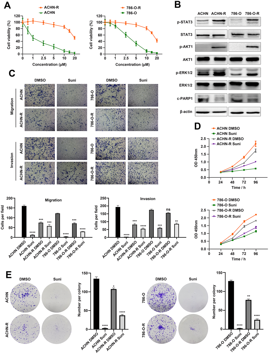 Establishment of RCC sunitinib resistant cell lines. (A) Cell viability of resistant cells ACHN-R, 786-O-R and parental cells ACHN, 786-O in sunitinib concentration gradients. (B) Western blotting analysis of c-PARP1and phosphorylated and total STAT3, AKT1 and ERK1/2 after sunitinib treatment in resistant and parental cell lines. β-actin served as the loading control. (C) Transwell assays of resistant and parental cells with/without sunitinib treatment. (D) CCK8 assays of resistant and parental cells with/without sunitinib treatment. (E) Colony formation of resistant and parental cells with/without sunitinib treatment. Each experiment was performed at least three times and data was represented as mean ± SEM. *P