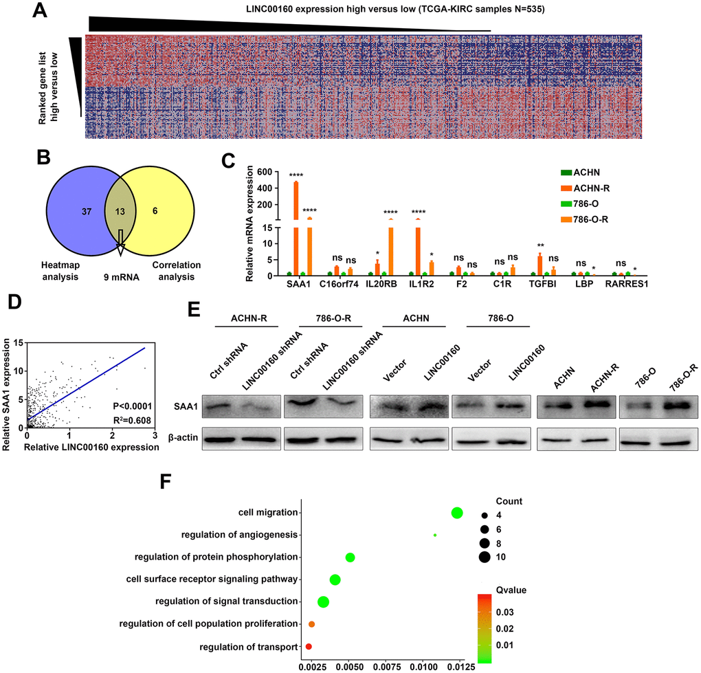 SAA1 is a candidate downstream molecule of LINC00160 in RCC cells. (A) Heatmap analysis of TCGA-KIRC samples (N=535) ranking LINC00160 expression from high to low. (B) Candidate mRNAs selected from GSEA analysis and correlation analysis. (C) Candidate genes expressions were verified in resistant and parental cells by RT-qPCR. (D) Correlation between SAA1 and LINC00160 expression. (E) Western blotting analysis of SAA1 after silencing LINC00160 in resistant cells, upregulating LINC00160 in parental cells and comparison between parental and resistant cells. β-actin served as the loading control. (F) GO analysis of SAA1 in enrichment pathways. Enrichment pathways of SAA1 after GO analysis. Each experiment was performed at least three times and data was represented as mean ± SEM. *P0.05 is denoted by ns. SAA1, serum amyloid A1; LINC00160, long non-coding RNA 160; RCC, renal cell carcinoma; TCGA-KIRC, the cancer genome atlas program- kidney renal clear cell carcinoma; GSEA, gene set enrichment analysis; RT-qPCR, quantitative real time polymerase chain reaction; GO, gene ontology.