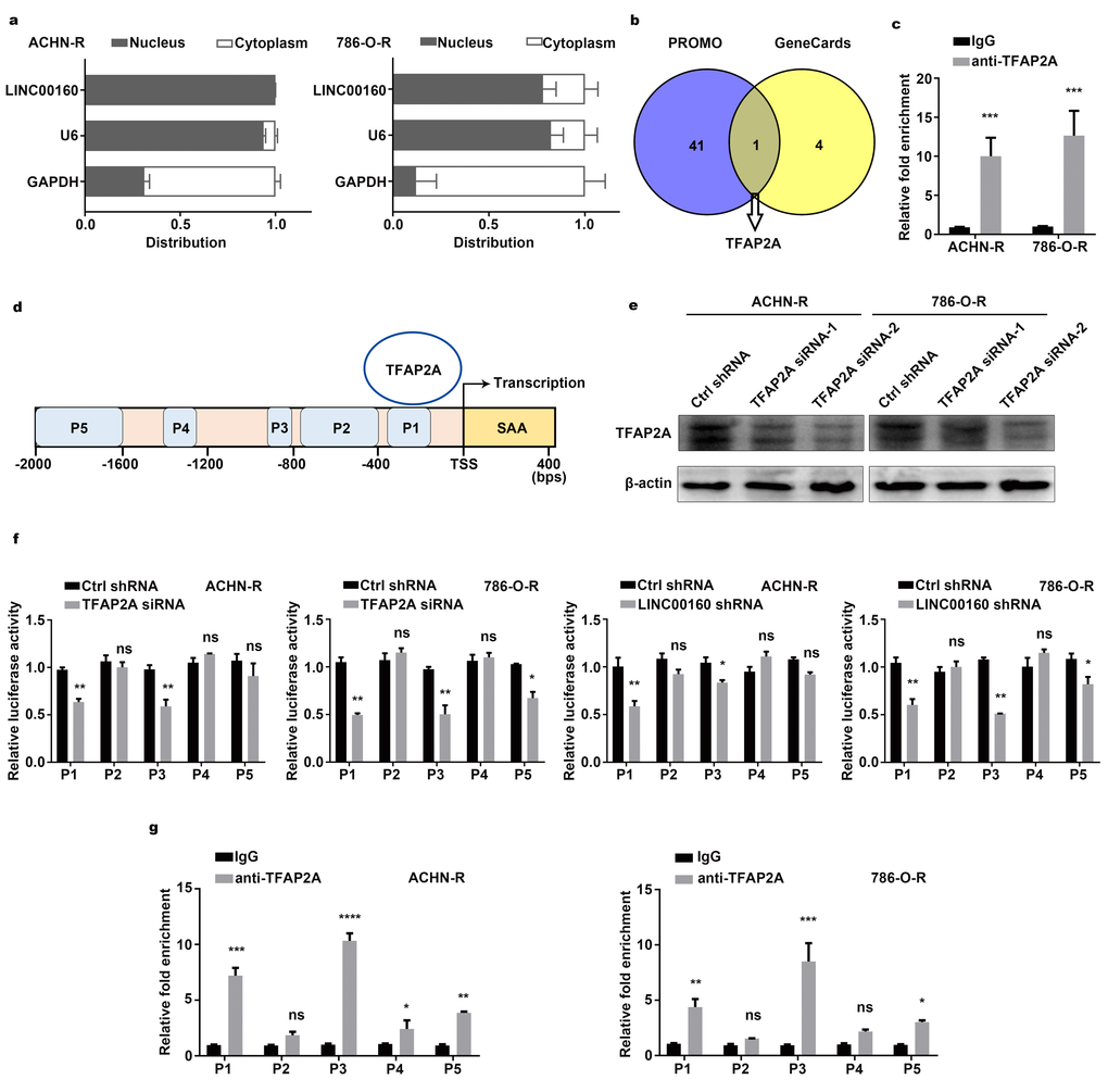 Regulatory networks between LINC00160 and SAA1 in RCC cells. (A) RT-qPCR analysis of LINC00160 in the subcellular fractions of resistant cells. U6 and GAPDH acted as nuclear and cytoplasmic markers respectively. (B) Transcriptional factors were selected from PROMO and GeneCards databases. (C) RNA immunoprecipitation (RIP) experiments were performed using anti-TFAP2A antibody in resistant cells. (D) 5 predicted bound sites of SAA1 promoter region. (E) Western blotting analysis of TFAP2A after knockdown. β-actin served as the loading control. (F) Luciferase activity assays of SAA1 promoter regions in resistant cells after LINC00160 and TFAP2A knockdown respectively. (G) Chromatin immunoprecipitation (CHIP) assay of TFAP2A enrichment at SAA1 promoter region relative to control IgG in resistant cells. Each experiment was performed at least three times and data was represented as mean ± SEM. *P0.05 is denoted by ns. LINC00160, long non-coding RNA 160; SAA1, serum amyloid A1; RCC, renal cell carcinoma; RT-qPCR, quantitative real time polymerase chain reaction; U6, RNA U6 Small Nuclear 1; GAPDH, glyceraldehyde-3-phosphate dehydrogenase; RIP, RNA immunoprecipitation; TFAP2A, transcription factor AP-2 alpha; CHIP, chromatin immunoprecipitation.