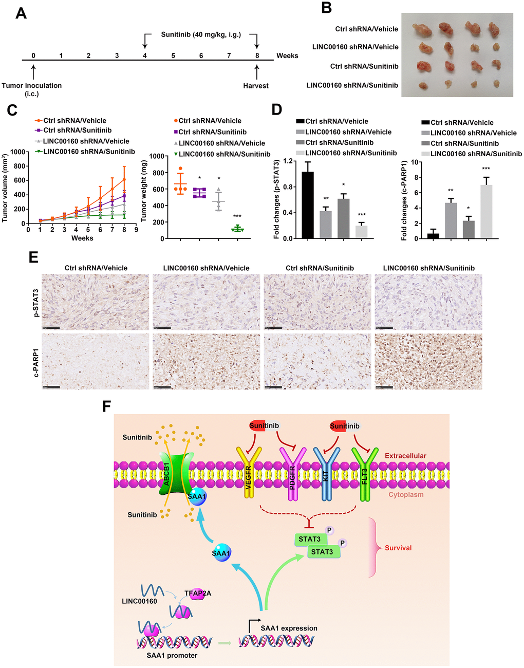 Combined targeted therapy simulated in vivo. (A) A schematic diagram of subcutaneous xenograft schedule. (B) LINC00160 knockdown 786-O-R cells were subcutaneously injected into the flanks of nude mice. Xenografts were harvested after 8 weeks. (C) Tumor weight was measured after resection. Tumor volume was calculated every week. (D, E) Immunohistochemistry staining for p-STAT3 and c-PARP1 were examined. Black scale bar represents 50 μm (E). Fold changes were presented (D). (F) A schematic diagram indicated LINC00160 regulatory network during resistant process. Data was represented as mean ± SEM. *P