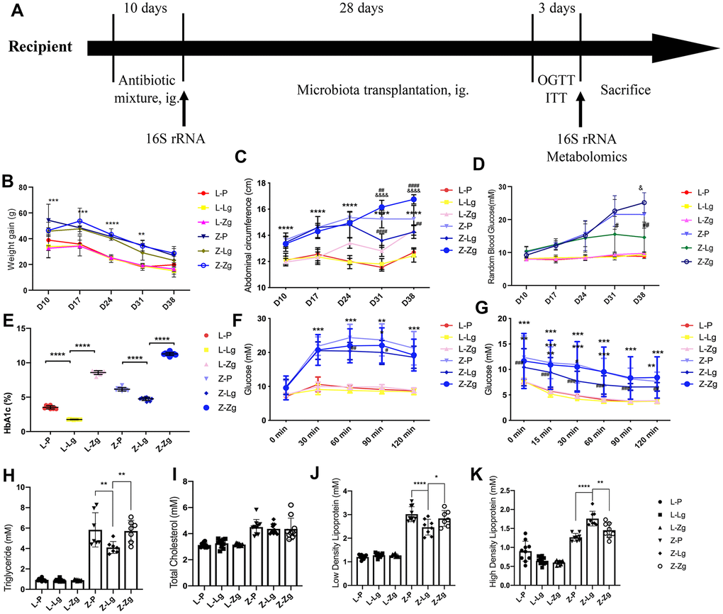 Changes in glycolipid metabolism phenotypes in recipient rats before and after transplantation. (A) Detailed information. LZ rats were fed a normal diet, and ZDF rats were fed an induced diet #5008. After adaptive feeding, the four groups were given an antibiotic mixture for 10 days, and then the corresponding supernatant from the LZ group and ZDF group was given to LZ and ZDF recipient rats, whereas the control group was given PBS. The course of T2DM was judged by OGTT, ITT, RBG, and FSI. After antibiotic administration and FMT, feces were collected for 16S rRNA sequencing and metabolomic analysis of intestinal contents at the end of the experiment; (B) Weight gain at different stages (g; Time: F3, 115 = 90.60, P 4, 45 = 110.2, P 20, 190 = 1.844, P C) Abdominal circumference at different stages (cm; Time: F5, 270 = 318.0, P 4, 270 = 67.39, P 20, 270 = 16.09, P D) Random blood glucose at different stages (mM; Time: F2, 90 = 131.3, P 4, 45 = 55.78, P 20, 214 = 12.67, P E) Glycosylated hemoglobin after FMT (%; F5, 54=2396, P F) Comparison of OGTT (mM; Time: F4, 216 = 190.3, P 5, 54 = 55.93, P 20, 216 = 20.59, P G) Comparison of ITT (mM; Time: F5, 270 = 134.4, P 5, 54 = 11.58, P 25, 270 = 1.942, P = 0.0056; n = 10); (H) The levels of TG (mM; F5, 45 = 84.27, P I) TC (mM; F5, 54 = 20.55, P J) LDL-C (mM; F5, 49 = 131.0, P K) HDL-C (mM; F5, 48 = 68.74, P P P P #P ##P ###P &P B–D, F, G). *P P P P E) and (H–K). Statistical analysis was performed with two-way ANOVA in (B–D), one-way ANOVA in (E) and (H–K) and repeated ANOVA in (F, G). The data were expressed as the mean ± SD.