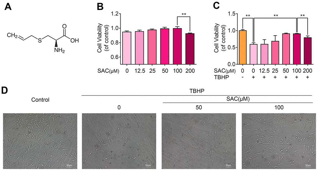 SAC protects chondrocytes from the cytotoxic effects of TBHP. (A) Chemical structure of SAC. (B) CCK-8 assay results show the viability of chondrocytes treated with 0, 12.5, 25, 50, 100, 200 μM SAC for 24 h. (C) CCK-8 assay results show the viability of chondrocytes treated with different concentrations of SAC (0, 12.5, 25, 50, 100, 200μM) for 24 h and 50 μM TBHP for 2h. (D) Representative phase-contrast images show the morphology of THBP-treated chondrocytes with or without SAC. Note: The data are presented as the means ± SD of five independent experiments; *p p p 