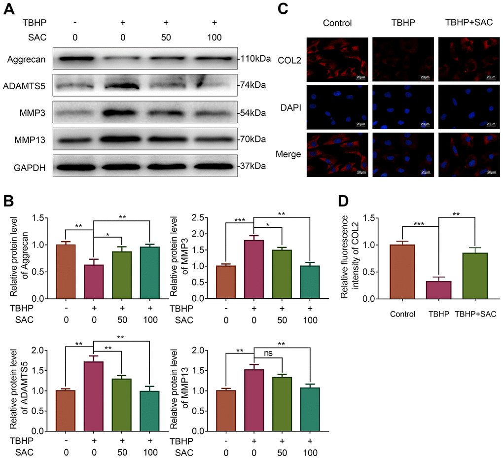 SAC maintain extracellular matrix homeostasis in TBHP-treated chondrocytes. (A) Representative images and (B) Histogram plots show the levels of Aggrecan, ADAMTS5, MMP3 and MMP13 proteins in chondrocytes treated with or without SAC for 24 h and stimulated with 50 μM TBHP for 2 h. (C) Representative immunofluorescence images show COL2 expression in chondrocytes treated with or without SAC for 24 h and 50 μM TBHP for 2 h. The nuclei were stained with DAPI. Scale bar: 20 μm. (D) Histogram plots show the mean fluorescence intensity of COL2 as determined from the immunofluorescence images using the Image J software. Note: The data are presented as the means ± SD of three independent experiments; *p p p 