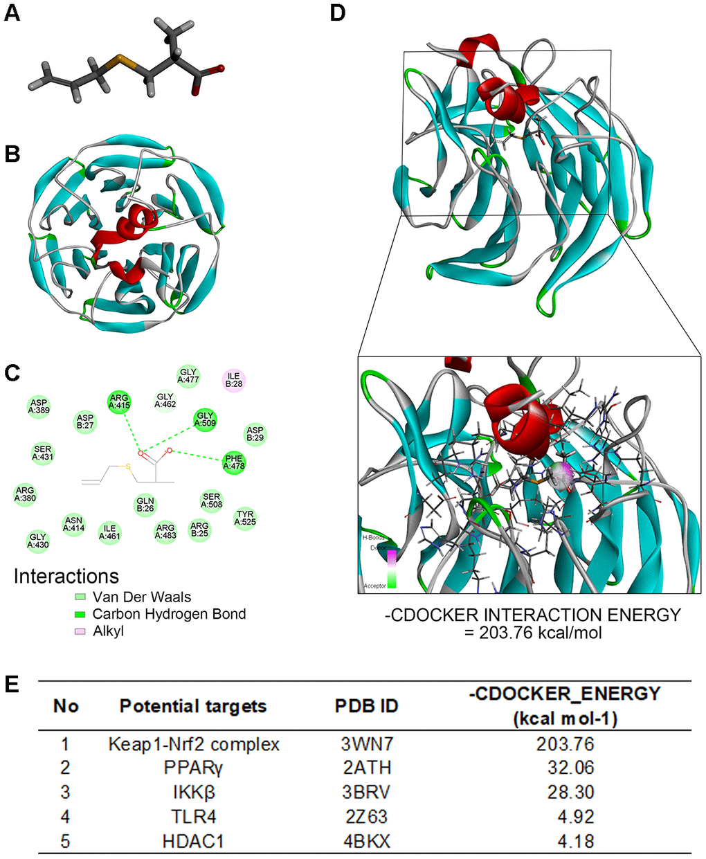 Molecular docking analysis shows SAC interacts with the Keap1-Nrf2 complex. (A) The structure of SAC based on Discovery studio 2016. (B) The ribbon model of the Keap1-Nrf2 complex. (C) The 2-D model shows that Keap1-Nrf2 complex interacts with SAC through four potential active site amino acid residues, ARG415, ARG380, ARG483, and SER508. (D) The 3D docking model shows interactions between SAC and the Keap1-Nrf2 complex. The -CDOCKER interaction energy value for SAC and the Keap1-Nrf2 complex binding interaction was 203.76 kcal/mol. (E) The -CDOCKER interaction energy values for interaction between SAC and potential binding proteins, the Keap1-Nrf2 complex, HDAC1, IKKβ, PPARγ, and TLR4 are shown.