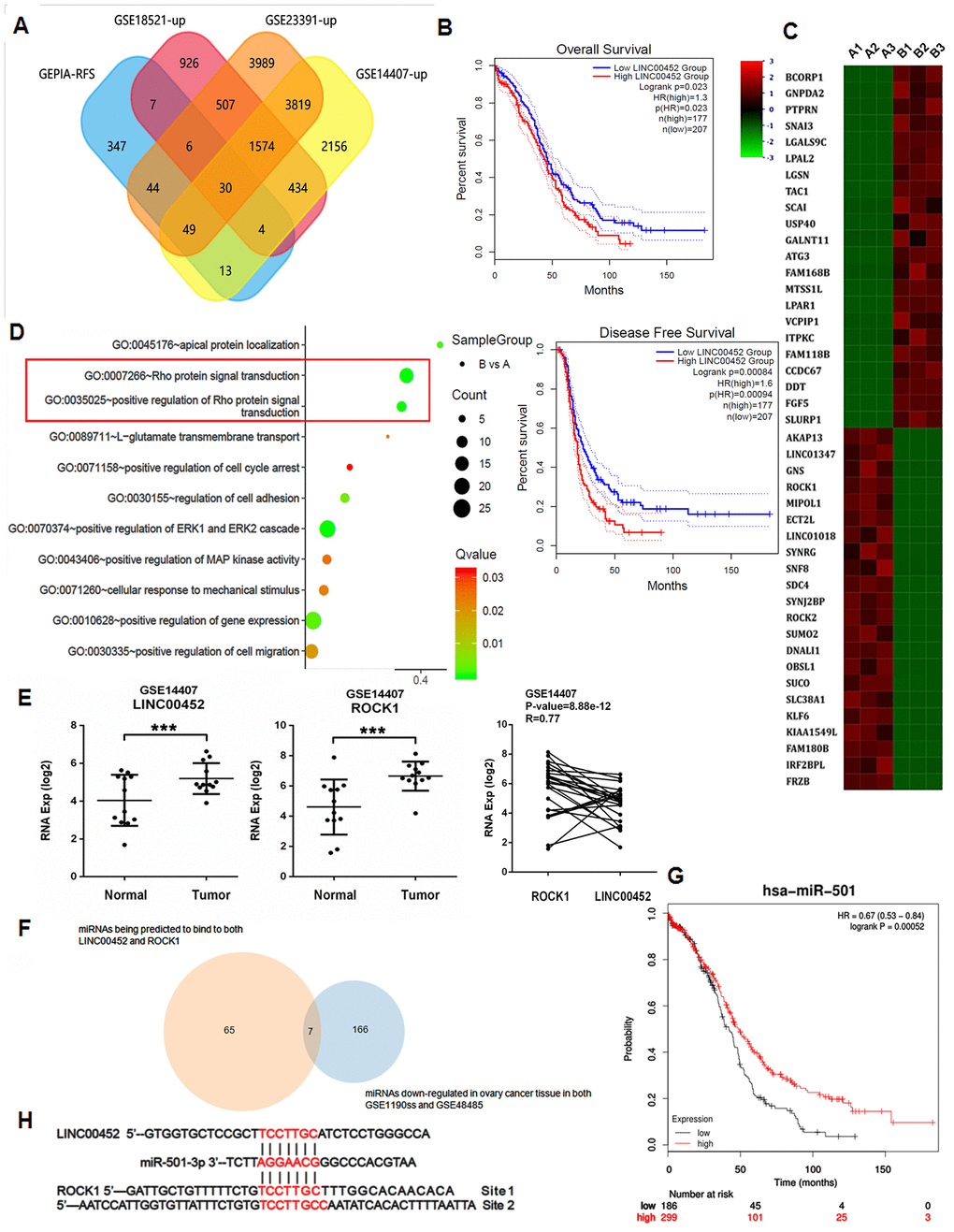 Aberrant LINC00452 expression in ovarian tumor tissue and cancer cells. (A) Venn diagram showing the overlapped genes being upregulated in ovarian tumor tissues and significantly associated with RFS. (B) Overall survival and RFS in ovarian cancer patients with higher LINC00452 level were shorter as demonstrated by Kaplan-Meier analysis. (C) Heatmap representation of the top differentially expressed genes (DEG) (2 D) Bubble chart of enriched GOBP statistics. Rich factor is the ratio of the DEG number to the total number in a certain pathway. Q-value is a false discover rate corrected P-value ranging from 0 to 1. The color and size of the dots represent the range of the Q-value and the number of DEGs mapped to the indicated pathways, respectively. (E) LINC00452 and ROCK1 transcripts were elevated in ovarian tumor tissues compared with normal tissues, shown from microarray dataset GSE14407. Person’s correlation analysis showed a positive correlation in their expression in tumor. ***p F) Venn diagram showing the commonly downregulated miRNAs that are capable of binding to both LINC00452 and ROCK1 in ovarian tumors. (G) Survival curve of miR-501-3p in ovarian cancer patients. The overall survival in patients with lower miR-501-3p expression was shorter as indicated by Kaplan-Meier and log-rank tests. (H) Respective miR-501-3p binding sites in LINC00452 and ROCK1 as predicted in Targetscan database.