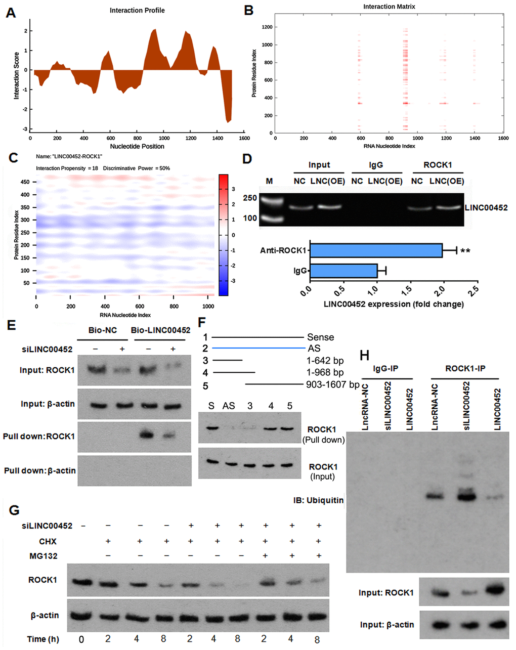 LINC00452 protects ROCK1 from ubiquitin-proteasome-mediated degradation. (A and B) interaction profile (A) and interaction matrix (B) showing catRAPID fragments-based prediction of interaction between LINC00452 and ROCK1. (C) catRAPID graphic output confirming the interaction of LINC00452 and ROCK1 as predicated by catRAPID fragments. (D) RIP results showing ROCK1 antibody specifically immunoprecipitated more LINC00452 from LINC00452-overexpressed CaOV3 cell lysates than control cells. Antibody against IgG was used as a negative control. M, DNA marker; LNC (OE), LINC00452 overexpression. ** p E) RNA pull-down assay using biotin-labeled LINC00452 yielded less ROCK1 protein when knocking down LINC00452 in CaOV3 cells. Beta-actin was used as a negative control indicating specificity of the interaction between LINC00452 and ROCK1. (F) In Truncated RNA pull-down assay, full-length LINC00452, antisense LINC00452, and truncated LINC00452 (1-190nt,1-1000nt,284-2036nt,190-2036nt) were synthesized. Results suggested that the binding region of ROCK1 protein in LINC00452 is most likely located in the 903-968 nt. (G) Western blot results showing knockdown of LINC00452 shortened the half-life of ROCK1, which could be reversed by blocking proteasome-mediated protein degradation with MG132. CHX, cycloheximide. (H) Co-immunoprecipitation of ROCK1 protein and ubiquitin. Knockdown of LINC00452 increased while overexpressing LINC00452 decreased ubiquitination of ROCK1 protein, respectively. Normal IgG was used as a negative control for IP.