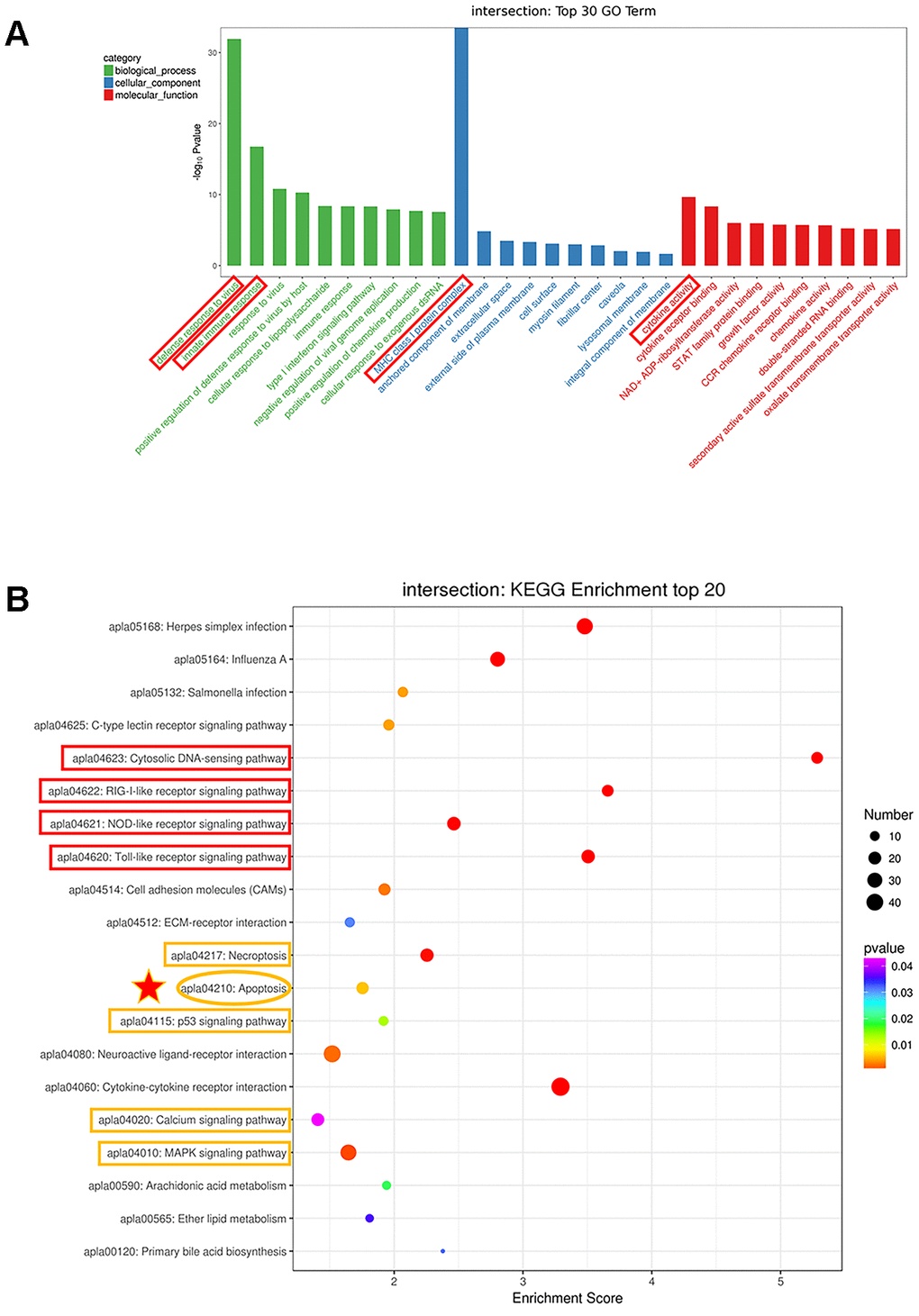 Analysis of the genes with expression changes at all time points. (A) The top 30 Gene Ontology (GO) enrichment of differentially expressed genes. (B) The top 20 Kyoto Encyclopedia of Genes and Genomes (KEGG) enrichment analysis of differentially expressed genes.