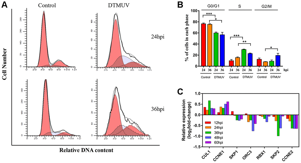 Analysis of cell cycle arrest induced by DTMUV infection. (A) The representative distribution and (B) the percentage of cells in G0/G1, S and G2/M phases at 24 and 36 hpi. Histograms of the cell percentage data are also shown (n=3). * pppC) RNA-seq data showing transcriptional expression changes of some key factors in the S checkpoint at 12, 24, 36, 48 and 60 hpi.