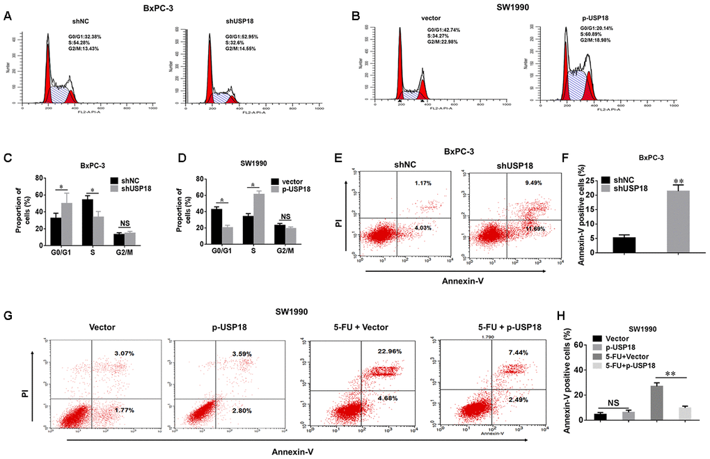 The effects of USP18 on pancreatic cancer cell growth. (A–D) Detection of cell cycle stage in BxPC-3/shUSP18 or SW1990/p-USP18 cells. Results are expressed as a peak diagram (A, B) and the calculated distribution of cells in G0/G1, S, and G2/M phases (C, D). *pE–H) Results are expressed as a scatter diagram and the calculated percentage of the annexin-V-positive cell population in different groups (*p