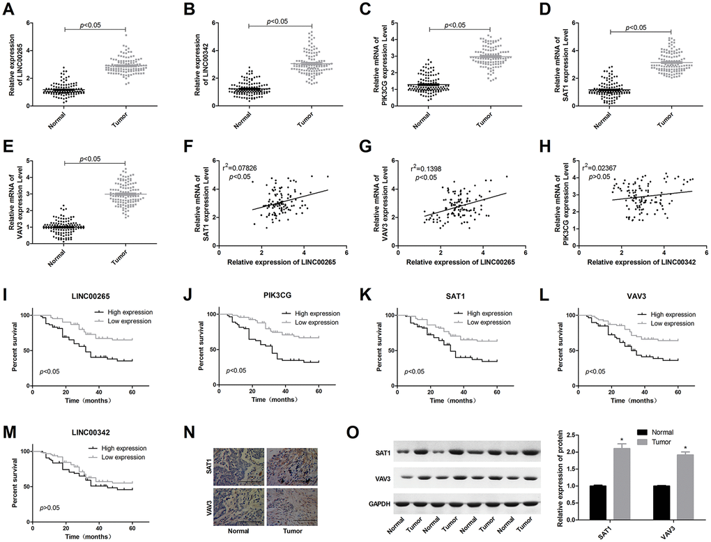 Expression characteristics of LINC00265, LINC00342, PIK3CG, SAT1 and VAV3 in osteosarcoma patients and the relationship with prognosis. (A–E) Expression levels of LINC00265, LINC00342, PIK3CG, SAT1 and VAV3 in osteosarcoma and adjacent tissues. (F–H) Correlation between lncRNA and mRNA expression levels. (I–M) The relationship between LINC00265, LINC00342, PIK3CG, SAT1 and VAV3 levels and prognosis. (N, O) Expression characteristics of SAT1 and VAV3 proteins in osteosarcoma tissues.