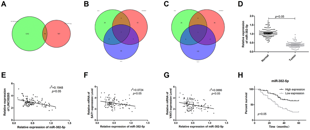 LINC00265 regulated SAT1 and VAV3 by targeting miR-382-5p. (A) The Venn diagram of genes upregulated in GSE119975 and GSE12865. (B, C) The Venn diagram of upstream miRNAs for SAT1 and VAV3, downstream target miRNAs of LINC00265, and downregulated miRNAs in GSE119975 and GSE12865. (D) Expression characteristics of miR-382-5p in osteosarcoma tissues. (E–G) Correlation analysis of miR-382-5p and LINC00265, SAT1 or VAV3. (H) The relationship between miR-382-5p and prognosis.