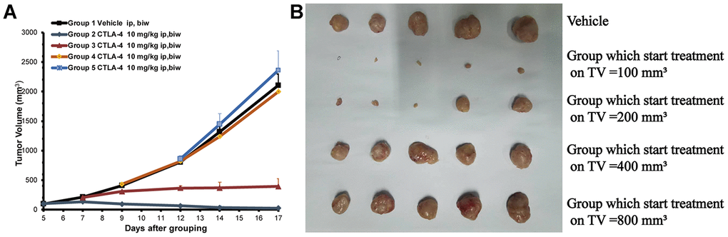 Different tumor sizes depending on the start treatment (100 to 800 mm3) of the subcutaneously inoculated CT26 show the different anti-tumor effects. The cell numbers of inoculation is 3 × 105 into 100 ul for each mouse. Tumor volume trace after administering anti-CTLA-4 Ab to female BALB/c mice inoculated with the CT26 syngeneic model. (A) Volume of tumors from mice inoculated with CT26 subcutaneously. Mean tumor volumes (mm3) ± SE (n = 5 mice per group) are shown. Data are statistically significant for anti-CTLA-4 antibody 10 mg/kg intraperitoneal injection, weekly; ***, P B) Photos of the tumors isolated from mice inoculated with CT26 cells in the study.