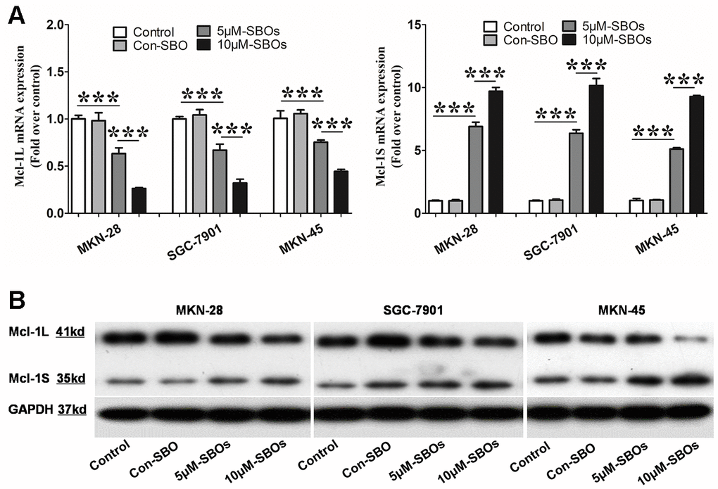 The myeloid cell leukemia (Mcl)-1 splicing pattern shifts efficiently from Mcl-1L to Mcl-1S after delivery of the steric-blocking oligonucleotides (SBOs) into the gastric cancer (GC) cell lines. (A) Mcl-1L and Mcl-1S messenger RNA (mRNA) expression levels in GC cell lines after treatment with SBOs at different dosages are shown. Data of at least three independent experiments are shown as the means ± standard deviation. (B) Western blot showing the Mcl-1L and Mcl-1S protein levels in GC cell lines treated with phosphate-buffered saline or SBOs at the indicated concentrations is presented. This experiment was repeated thrice.