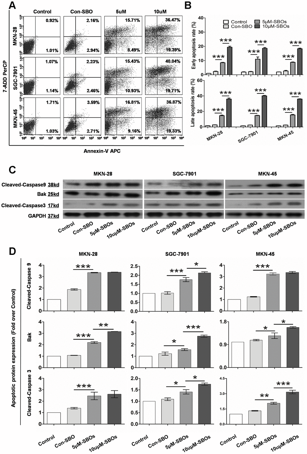 The shift in the myeloid cell leukemia (Mcl)-1 splicing pattern from Mcl-1L to Mcl-1S promotes apoptosis of different gastric cancer (GC) cell lines. (A) Flow cytometry showing the apoptosis rates of the GC cell lines treated with 5 and 10 μM steric-blocking oligonucleotides (SBOs) is shown. Early and late apoptotic cells are shown in the right lower and upper quadrants, respectively. (B) Pair-wise comparison of early and late apoptosis rates of SBO-treated GC cell lines is shown. Data are shown as the means ± standard deviation (SD). (C) Activated apoptin expression in GC cell lines treated with SBOs at the indicated dosages was detected by western blotting. (D) Activated apoptin expression was summarized as an integrated density value. Data are shown as the means ± SD.