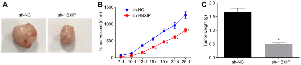 The growth of GC xenografts is inhibited by silencing HBXIP in vivo. (A) Representative images of transplanted tumors in nude mice injected with MKN-45 cells. (B) The volume of transplanted tumors monitored every 3 days in nude mice injected with MKN-45 cells. (C) Weight of transplanted tumors in nude mice injected with MKN-45 cells. * p vs. the sh-NC group (nude mice injected with sh-NC-treated MKN-45 cells). Measurement data were expressed as mean ± standard deviation. Data in panel (C) were compared by unpaired t-test and in panel B by repeated measures ANOVA with Bonferroni post hoc test. n = 6.