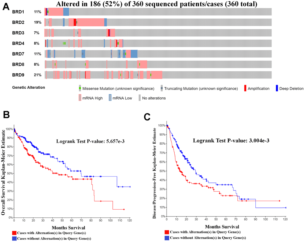 Genetic mutations in BRD-containing protein genes and their relationship with OS and DFS in HCC patients (cBioPortal). (A) Oncoprint in cBioPortal showed the distribution and proportion of samples with alternations in BRD-containing protein genes. A high rate (52%) of sequence alternations in BRD-containing protein genes was observed in 360 HCC patients. (B) Genetic alternations in BRD-containing protein genes were correlated with worse OS in HCC patients. (C) Genetic alternations in BRD-containing protein genes were correlated with worse DFS in HCC patients.