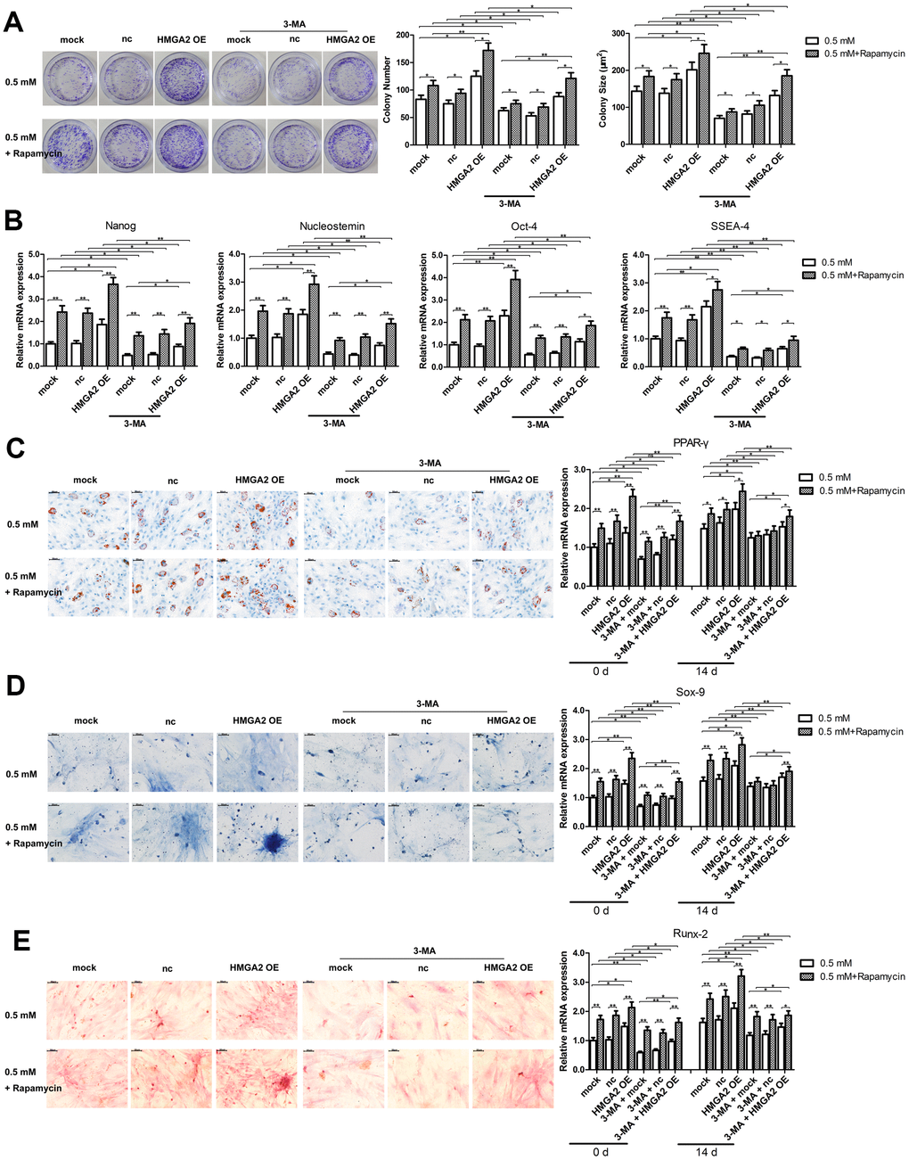 Autophagy blockage abolishes the protective effects of HMGA2 overexpression against H2O2-induced loss of potential regenerative power and pluripotency. hTSCs transfected with lenti-HMGA2 (HMGA2 OE) or the empty virus (nc) were incubated with 3-MA and rapamycin for 24 h, alone or in combination as indicated, and subsequently exposed to 0.5 mM H2O2 for 24 h. Untransfected cells (mock) were included for comparison. (A) Clonogenicity was assessed by the colony formation assay. (B) The quantitative expression of stemness markers Nanog, Nucleostemin, Oct-4, and SSEA-4 were measured by qRT-PCR. (C–E) The multilineage differentiation capability and the expression of markers for lineage-specific differentiation (PPARγ for adipogenesis, Runx-2 for osteogenesis and Sox-9 for chondrogenesis) was evaluated by qRT-PCR. Scale bar = 50 μm. The data shown are from three replicates and are indicated as mean ± SD. *p 