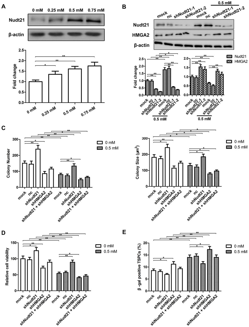 Nudt21 is induced by H2O2 and down-regulates HMGA2 in hTSCs. (A) hTSCs were subjected to H2O2 treatment at indicated concentrations for 24 h. The protein levels of Nudt21 were determined by western blot analysis. n = 3; *p 2O2. (B) hTSCs transfected with shNudt21-1, shNudt21-2 or a scrambled control shRNA (nc) lentivirus were cultured in the presence or absence of 0.5 mM H2O2 for 24 h. Nudt21 and HMGA2 protein levels were determined by western blot analysis. Untransfected cells (mock) were included for comparison. (C–E) hTSCs transfected with a scrambled control shRNA (nc), shNudt21-2 and shHMGA2, alone or in combination as indicated were cultured in the presence or absence of 0.5 mM H2O2 for 24 h. (C) Clonogenicity was evaluated by the colony formation assay. (D) Cell viability was determined by the CCK-8 assay. (E) Cell senescence was assessed by β-gal staining 72 h after H2O2 treatment. The data shown are from three replicates and are indicated as mean ± SD. *p 