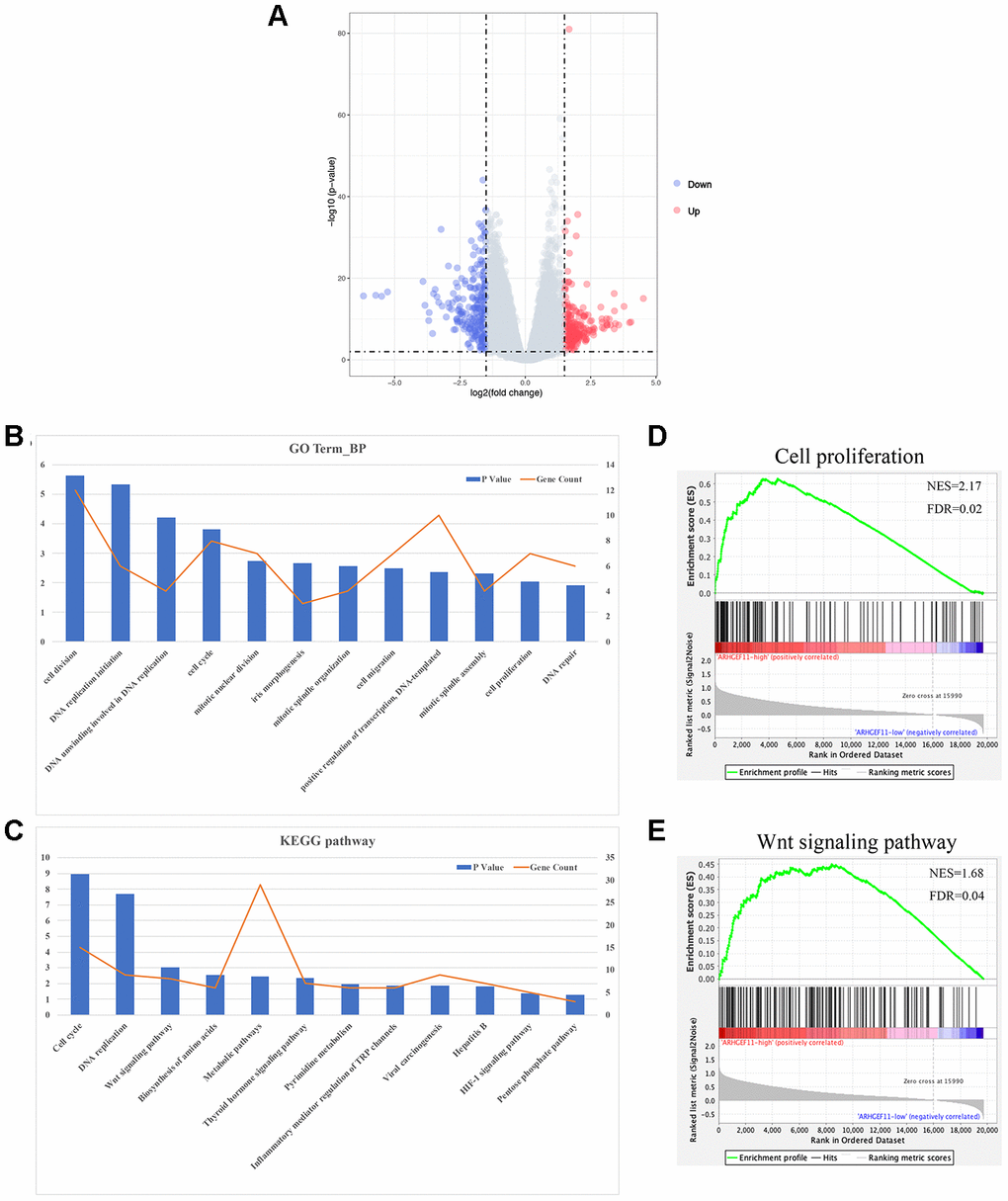 Functional annotation and pathway enrichment analysis for ARHGEF11. (A) Volcano plot of DEGs between ARHGEF11-high and ARHGEF11-low patients. (B) GO analysis of biological process (BP) using DAVID. (C) KEGG pathway analysis using DAVID. (D and E) GSEA analysis as a validation for the DAVID analysis.