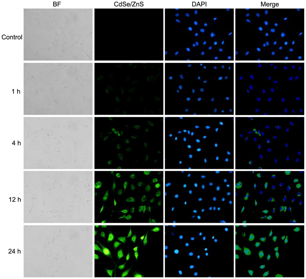 Cellular uptake of CdSe/ZnS QDs in NRK cells. Confocal images of NRK cells treated with 40 nM of CdSe/ZnS QDs for 0, 1, 4, 12, and 24 h.