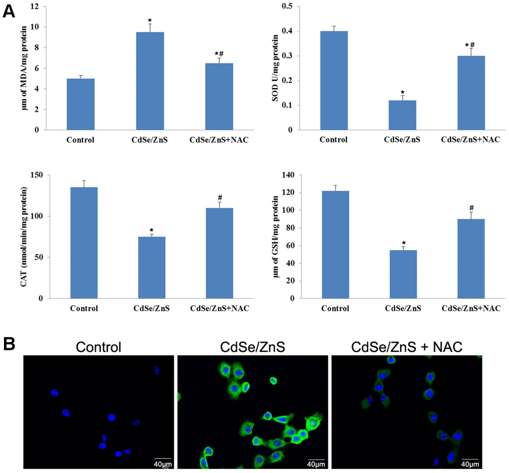 CdSe/ZnS QDs induced oxidative damage in NRK cells. (A) Measurements of several oxidative damage indicators, including malondialdehyde (MDA), catalase (CAT), superoxide dismutase (SOD), and glutathione peroxidase (GSH-Px), in NRK cells treated with CdSe/ZnS QDs and/or N-acetylcysteine (NAC, antioxidant) using the commercial kits. (B) Reactive oxygen species (ROS) content in NRK cells treated with CdSe/ZnS QDs and/or NAC using the commercial kit. *P #P 