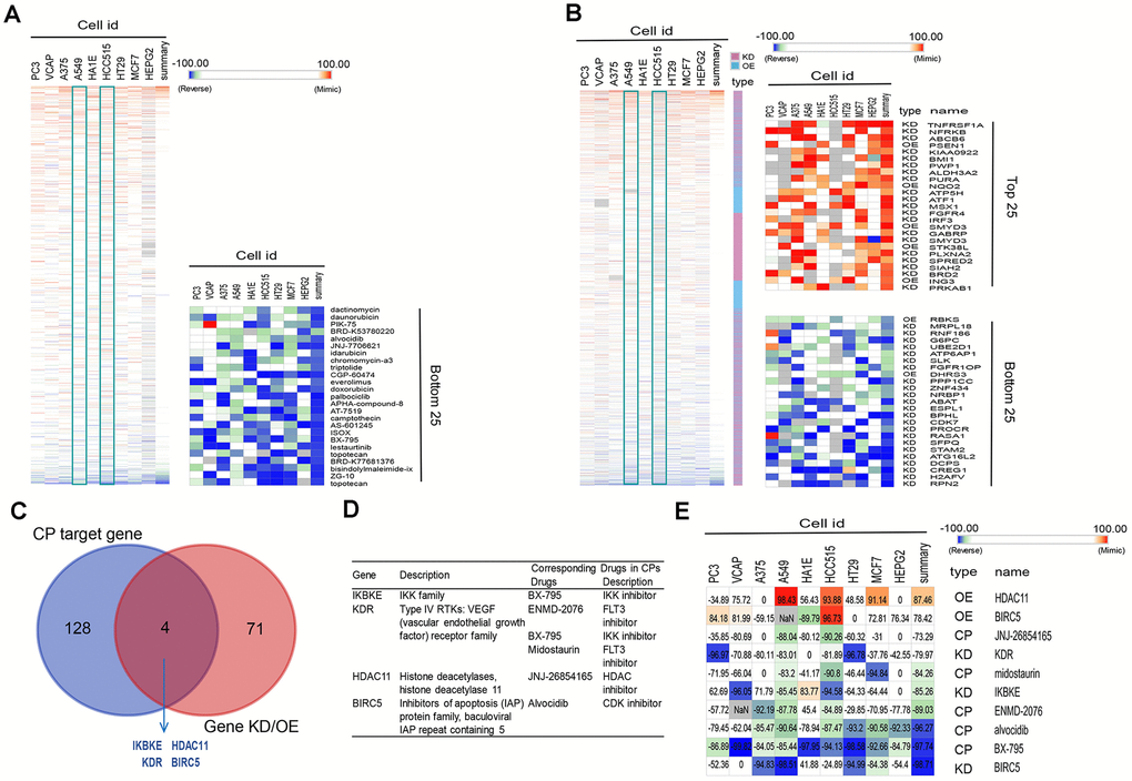 Connectivity mapping for the gene signature in C3 immune subtype. (A, B) Connections of C3-driven gene signature with the small molecule compounds (A) and gene knockdown/overexpression (B) were analyzed by querying the CLUE database. Connections were viewed as a heat map ranked by the summary connectivity score. (C) The venn diagram indicating the number of target genes of screened small molecule compounds (enrichment score80), and the overlap between each set of genes. (D) Descriptions of overlapped gene and their corresponding drugs from screened small molecule compounds. (E) Connections of C3-driven gene signature with screened small molecules and gene knockdown/overexpression were analyzed by querying the CLUE database. Connections were viewed as a heat map with each connectivity score in individual cell line. CP, compounds. KD, knockdown. OE, overexpression.