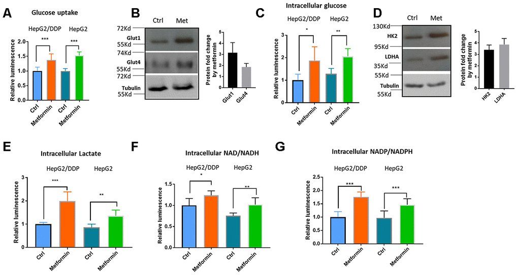 Metformin increased glucose uptake and glycolysis in HepG2/DDP cells. (A) Metformin increased glucose uptake. Indicated cells were treated with or without metformin (1mM) for 24 hours and glucose uptake assay were conducted with Glucose Uptake-Glo. Cell Titer-Glo was also carried out to measure the relative viability, which was used to normalize the data in glucose uptake assay. Data from 3 independent biological samples of 3 replicates were statistically analyzed by student’s t-test (*** PB) Metformin increased the expression of glucose transporter Glut1 and Glut4. HepG2/DDP cells were treated with or without metformin (1mM) for 24 hours and total cell lysates were separated by SDS-PAGE. Glut1 and Glut4 protein levels were detected by Western blot using specific antibodies to Glut1 and Glut4. Tubulin was used as internal control. Representative images of were shown. Quantification of N= 2 biological repeats were shown in bar graph. (C) Metformin increased intracellular glucose concentration in HepG2/DDP cells. HepG2/DDP cells were treated with or without metformin (1mM) for 24 hours, washed extensively and intracellular glucose concentration was measured by using Glucose-Glo kit. Data from 2 independent biological samples of 3 replicates were plotted and statistically analyzed by student’s t-test (** PD) Metformin increased the protein levels of glycolytic enzymes HK2 and LDHA. Experiment was conducted as in (B) except HK2 and LDHA antibodies were used. Representative images of were shown. Quantification of N= 3 biological repeats were shown in bar graph. (E) Metformin increased intracellular lactate production. Indicated cells were treated with or without metformin (1mM) for 24 hours, washed extensively then intracellular lactate concentration was measured by using lactate-Glo kit. Data from 2 independent biological samples of 3 replicates were plotted and statistically analyzed by student’s t-test (** PF) Metformin increased intracellular NAD/NADH production. HepG2/DDP cells were treated with or without metformin (1mM) for 24 hours and lactate concentration was measured by using NAD/NADH -Glo kit. Data from 2 independent biological samples of 3 replicates plotted and statistically analyzed by student’s t-test (* PG) Metformin increased intracellular NADP/NADPH production. HepG2/DDP cells were treated with or without metformin (1mM) for 24 hours and lactate concentration was measured by using NADP/NADPH -Glo kit. Data from 2 independent biological samples of 3 replicates were plotted and statistically analyzed by student’s t-test (*** P