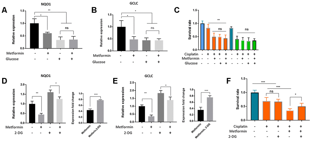 Metformin regulated Nrf2-dependent transcription and cisplatin sensitivity through glucose metabolism and glycolysis in HepG2/DDP cells. (A, B) Metformin and glucose had no additive effect on Nrf2-dependent transcription. HepG2/DDP cells in normal RPMI (2g/L) were shifted to normal or high glucose (8g/L) medium supplemented with or without 1mM metformin for 24 hours. Total mRNA was extracted and relative expression of indicated gene was quantified by RT-qPCR. Data from 2 independent experiments (3 replicates) were normalized to non-treated controls and statistically analyzed by student’s t-test (ns, not significant, *PC) Metformin and glucose had no additive effect on cisplatin toxicity. HepG2/DDP cells cultured and treated with glucose and metformin as in (B). After cisplatin (10ug/ml) treatment for another 24 hours, relative cell viability was measured by Cell Titer-Glo. Data from 2 experiments with 3 replicates were plotted and analyzed by student’s t-test (** PD–E) Inhibition of glycolysis with 2-DG (20mM) attenuated Metformin’s effect on repressing Nrf2-dependent target gene expression. HepG2/DDP cells under normal glucose condition were treated with or without 1mM metformin and 20mM 2-DG for 24 hours. Relative expression of indicated genes was quantified by RT-qPCR for 2 independent times (3 replicates each time). Right panels are normalized data to compare the effect of 2-DG. Student’s t-test was used to test statistical significance (*PF) Glycolysis inhibition by 2-DG attenuated metformin’s effect on increasing cisplatin toxicity. HepG2/DDP cells were cultured and treated with metformin as in (E) then cisplatin (10ug/ml) was added for 24 hours. Relative cell viability was measured by Cell Titer-Glo. Data from 2 experiments of 3 replicates were plotted and analyzed by student’s t-test (*P