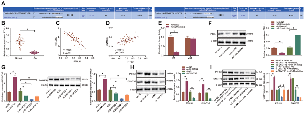 DNMT3B upregulates PTHLH through the downregulation of miR-29b in IL-1β-treated chondrocytes. (A) Prediction of the binding site between miR-29b and PTHLH available at the Targetscan database. (B) The mRNA expression of PTHLH in OA cartilage tissues (n = 46) and normal cartilage tissues (n = 46) by RT-qPCR. (C) Pearson’s analysis of the correlation between PTHLH and miR-29b expression. (D) Pearson’s analysis of the correlation between PTHLH and DNMT3B expression. (E) Luciferase activity of cells co-transfected with PTHLH-WT or PTHLH-MUT and miR-29b mimic or mimic-NC. The firefly luciferase activity was normalized to Renilla luciferase activity. (F) The protein expression of PTHLH in response to transfection with miR-29b mimic or inhibitor normalized to β-actin determined by Western blot analysis. (G) The expression of DNMT3B after transfection with oe-DNMT3B or si-DNMT3B measured by RT-qPCR or Western blot analysis. (H) The protein expression of PTHLH in response to transfection with oe-DNMT3B or si-DNMT3B normalized to β-actin determined by Western blot analysis. (I) The protein expression of PTHLH in response to co-transfection with oe-DNMT3B and miR-29b mimic or si-DNMT3B and miR-29b inhibitor normalized to β-actin determined by Western blot analysis. *p t-test was conducted for comparison between the two groups. The one-way ANOVA was used for comparison among multiple groups followed by Tukey’s post hoc test. The experiment was repeated 3 times independently.