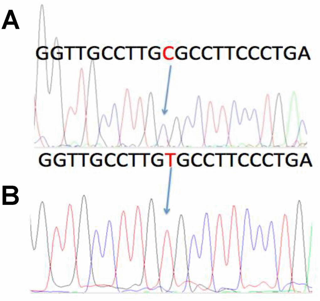 A previously described C > T polymorphism in the MMTV DNA sequence. In four of the MMTV positive cases, sequencing of both the ENV1 and ENV2 amplicons was accomplished. One of the ENV1 cases showed a previously described C > T polymorphism, that did not cause an amino acid substitution. The wild type sequence was named ENV1-C, whereas the polymorphic sequence was named ENV1-T. A: ENV1-C positive case from Luni, Liguria. B: The ENV1-T polymorphic case from Alghero, Sardinia.