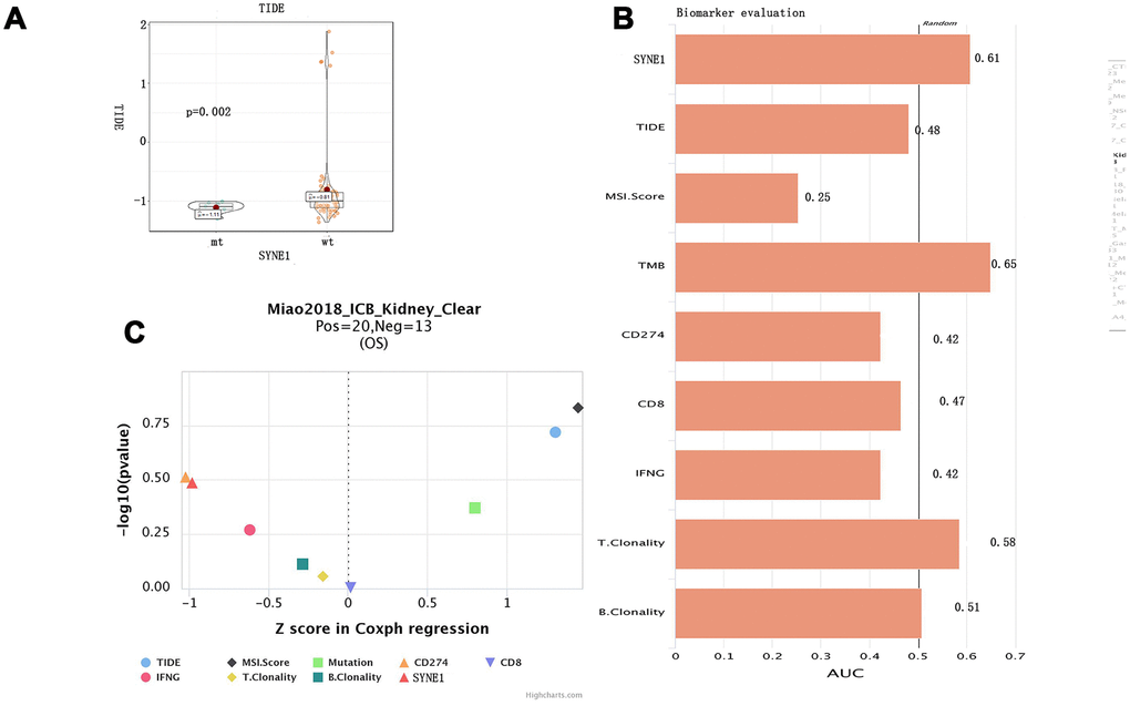 Predicting of ICB response based on SYNE1 mutation and biomarker evaluation. (A) Violin plot showing the differential TIDE between the mt and wt groups. (B) Evaluation of SYNE1 as a biomarker compared with existing biomarkers. (C) Multivariate analysis of SYNE1 and existing biomarkers using the COX proportional hazards model.