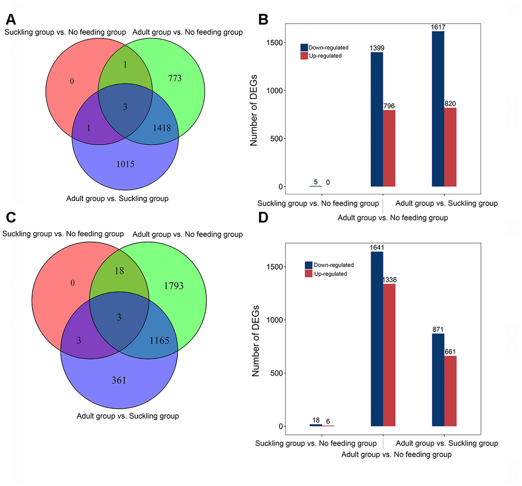 Distribution of differentially expressed genes of giant panda liver and pancreas at different postnatal stages. (A) Venn diagram indicating DEGs that are shared between different comparisons in the liver. (B) The number of up-and down-regulated DEGs in different comparisons in the liver. (C) Venn diagram indicating DEGs that are shared between different comparisons in the pancreas. (D) The number of up-and down-regulated DEGs in different comparisons in the pancreas.