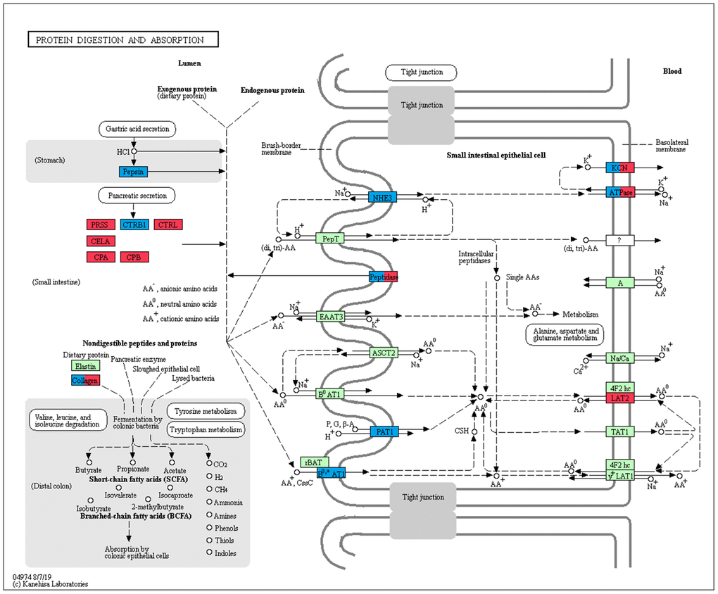 Expression trend of DEGs involved in protein digestion and absorption pathway in the pancreas. Red: genes that were continuously increased and had the highest expression in adult group during development; Blue: genes that were continuously decreased and had the lowest expression in adult group during development; Green: genes were not differentially expressed during development.