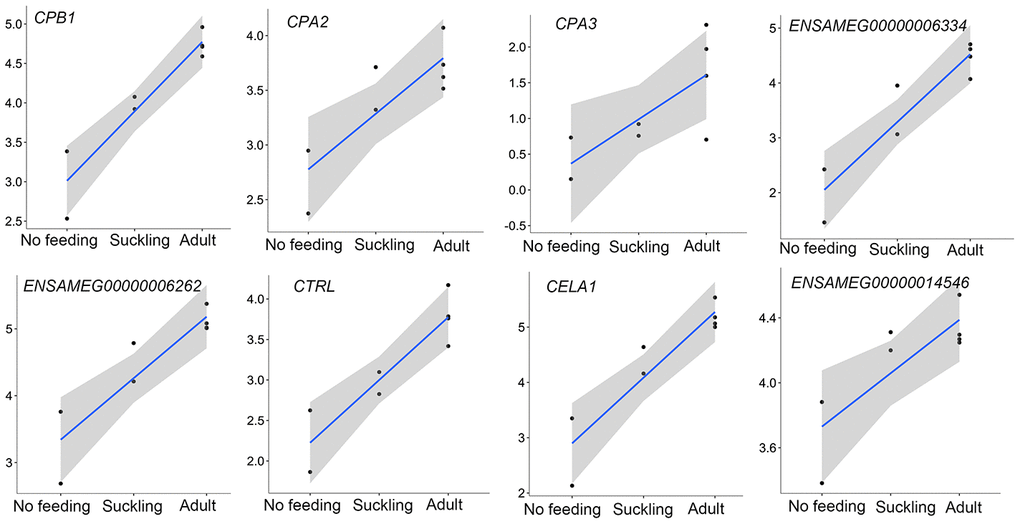 The expression of pancreatic proteases-related genes that were continuously increased during postnatal development in the pancreas. The vertical axis indicates the log10-transformed normalized CPM expression values. The gray shadow represents the 95% confidence field of the fitted curve.