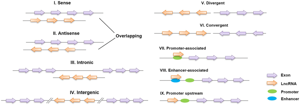 Classification of lncRNAs based on their genomic region. I, II: Sense lncRNAs and antisense lncRNAs are located on the same and opposite strands, respectively, and overlap with neighboring genes; III: intronic lncRNAs are transcribed entirely from the introns of protein-encoding genes; IV: intergenic lncRNAs lie within the genomic interval between two genes; V, VI: divergent/convergent lncRNAs are transcribed in the opposite/same direction as nearby protein-encoding genes; VII, VIII: promoter/enhancer-associated lncRNAs originate from the promoter/enhancer regions of protein-encoding genes; and IX: lncRNAs are situated upstream of the promoter.