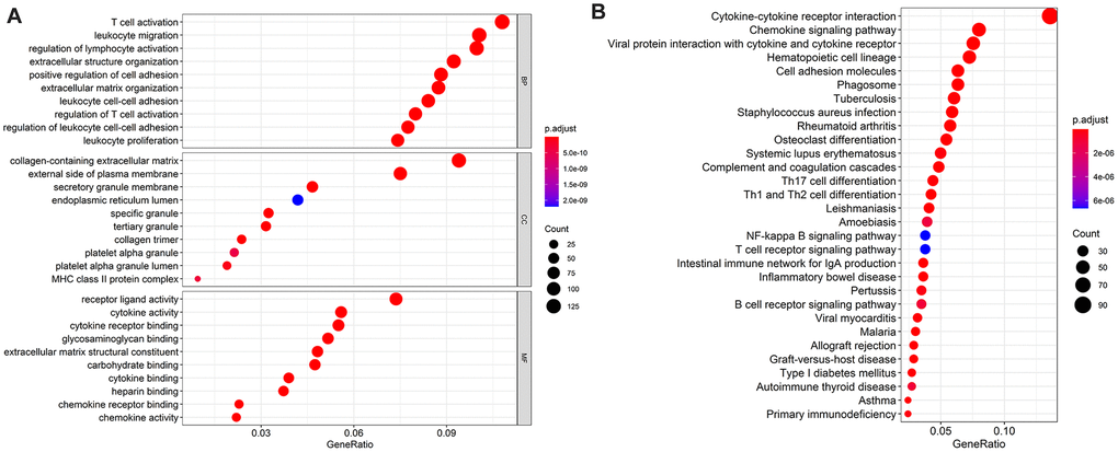 The top most 10 enriched Gene Ontology (GO) enrichment pathways in biological processes, cellular components, and molecular functions, respectively (A) and the top most 30 enriched Kyoto Encyclopedia of Genes and Genomes (KEGG) pathways (B). Notes: BP = biological processes; CC = cellular components; MF = molecular functions.