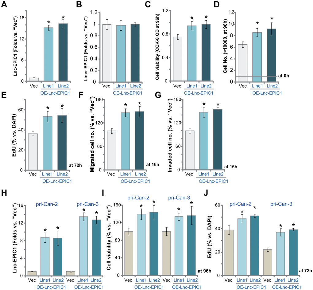 Ectopic overexpression of Lnc-EPIC1 promotes colon cancer cell progression in vitro. The stable human colon cancer cells pri-Can-1/-2/-3, with empty vector (“Vec”) or the Lnc-EPIC1-expression construct (“OE-Lnc-EPIC1-Line1/2”, indicating two stable lines) were cultured for applied time periods, expression of Lnc-EPIC1 and linear EPIC1 was tested by qPCR assays (A, B, H); Cell viability was examined by CCK-8 assays (C, I); Cell growth and proliferation were examined by cell counting assay (D) and nuclear EdU staining (E, J), respectively. Cell migration and invasion were tested by “Transwell” assay (F) and “Matrigel Transwell” assay (G), respectively. Results were quantified. Data presented as mean ± standard deviation (SD). * p