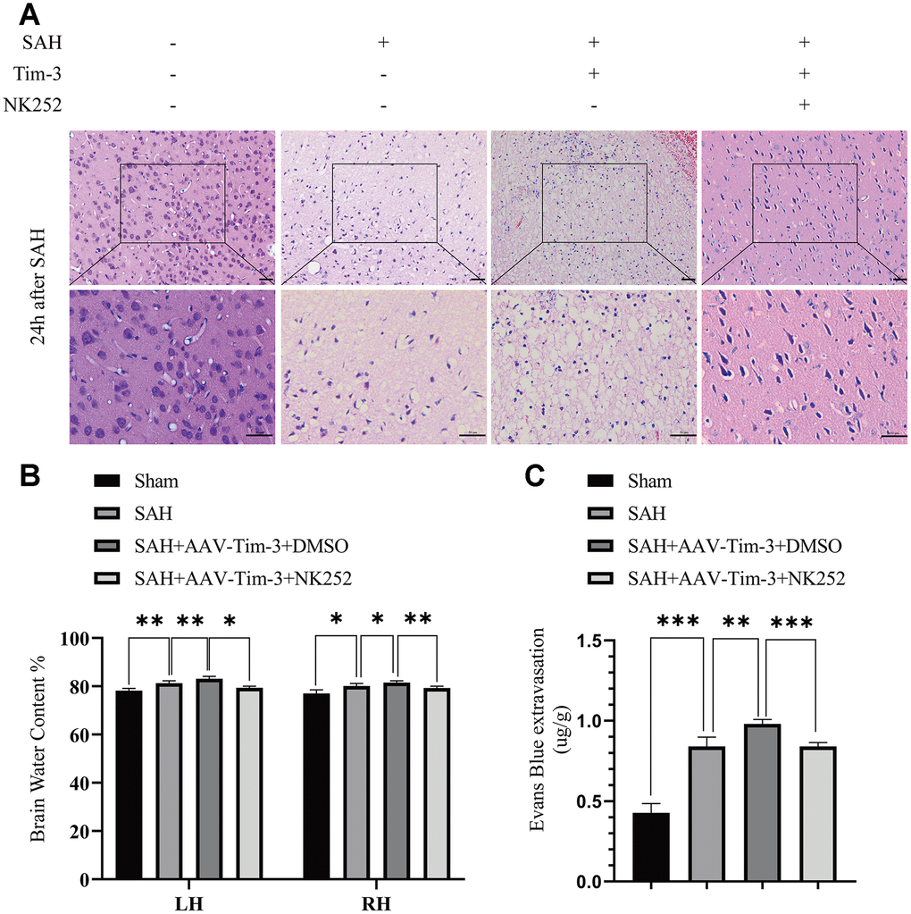 Administration of NK252 reversed the brain edema, BBB disruption associated with Tim-3 after SAH. Representative images of H&E staining showing alterations in lesion volume after NK252 treatment (A). NK252 treatment significantly decreased BWC (B) and Evans Blue dye extravasation (C) at 24 h post-SAH(n = 6 in each group). Data are expressed as the mean ± SEM.*p 