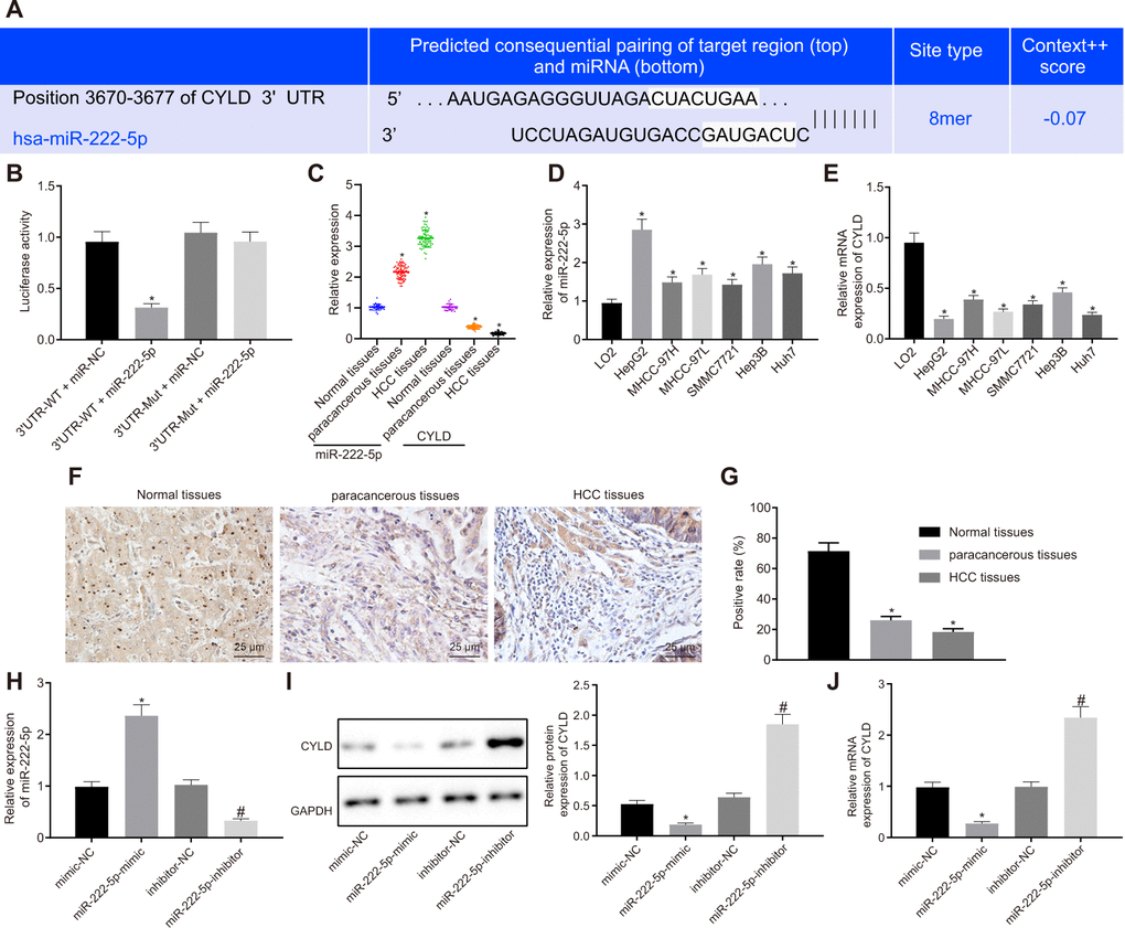 miR-222-5p binds to and downregulates CYLD in HepG2 cells. (A) Binding relationship determined by interrogation of online bioinformatics website. (B) Binding relationship determined by dual luciferase reporter gene assay. (C) miR-222-5p expression and CYLD mRNA expression in normal liver (n = 28), para-cancerous (n = 68) and HCC tissues (n = 68) detected by RT-qPCR normalized to U6 and β-actin. (D) miR-222-5p mRNA expression in HCC cell lines detected by RT-qPCR normalized to U6. (E) CYLD mRNA expression in HCC cell lines detected by RT-qPCR normalized to β-actin. (F) Representative micrographs showing CYLD expression in normal liver (n = 28), para-cancerous (n = 68) and HCC tissues (n = 68) determined by immunohistochemistry (400 ×). (G) CYLD positive staining in normal liver (n = 28), para-cancerous (n = 68) and HCC tissues (n = 68). (H) miR-222-5p expression in HepG2 cells after alteration of miR-222-5p detected by RT-qPCR normalized to U6. (I) CYLD protein expression in HepG2 cells after alteration of miR-222-5p determined by western blot analysis normalized to GAPDH. (J) CYLD mRNA expression in HepG2 cells after alteration of miR-222-5p determined by RT-qPCR normalized to β-actin. * p vs. normal liver cell, LO2 or HepG2 treated with mimic-NC; # p vs. HepG2 treated with inhibitor-NC. Data are expressed as mean ± standard deviation. Data between two groups were compared by independent sample t-test, and data from multiple groups were compared by one-way ANOVA and Tukey’s post hoc testing.