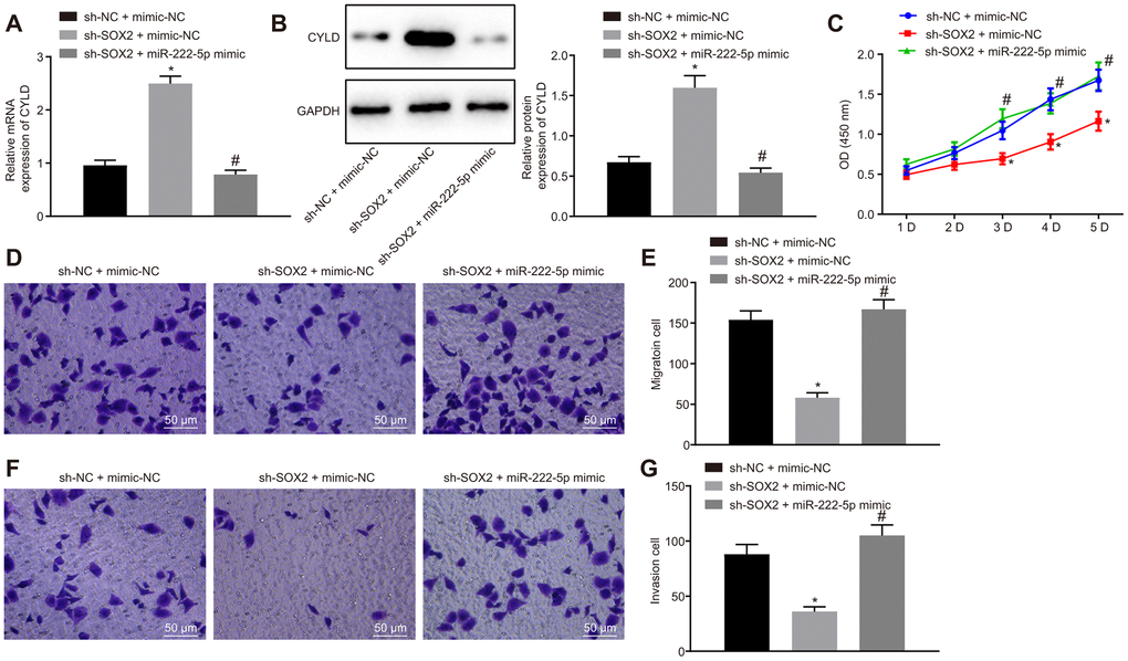 SOX2 downregulation declines cell proliferation, migration, and invasion via miR-222-5p/CYLD in HepG2 cells. HepG2 cells were treated with sh-NC + mimic-NC, sh-SOX2 + mimic-NC, or sh-SOX2 + miR-222-5p mimic. (A) CYLD mRNA expression in HepG2 cells detected by RT-qPCR normalized to β-actin. (B). CYLD protein expression in HepG2 cells determined by western blot analysis normalized to GAPDH. (C) Cell viability determined by MTT assay. (D, E) Cell migration determined by Transwell assay (200 ×). (F, G) Cell invasion determined by Transwell assay (200 ×). * p vs. HepG2 treated with sh-NC + mimic-NC. # p vs. HepG2 treated with sh-SOX2 + mimic-NC. Data are expressed as mean ± standard deviation. Data from multiple groups were compared by one-way ANOVA and Tukey’s post hoc test. Data were compared between groups at different time points by repeated measures ANOVA and Bonferroni post hoc test.